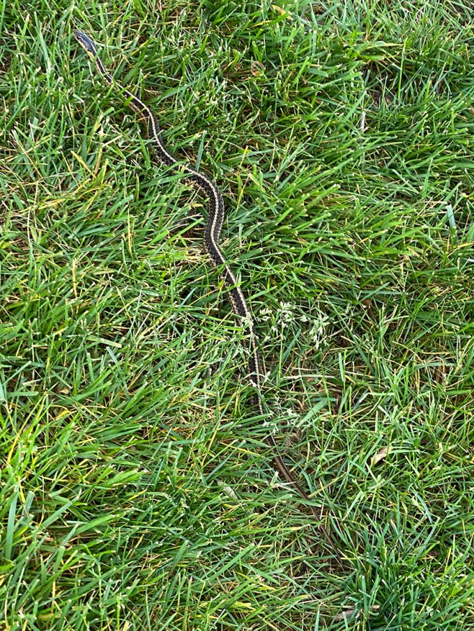 Garter snake_v1_IMG_2884