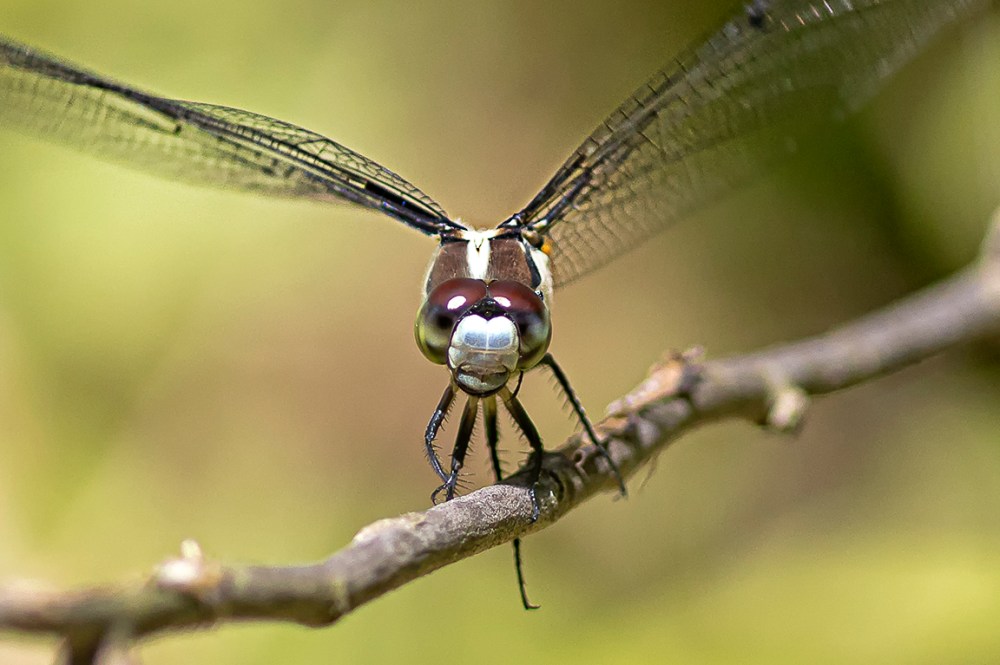 Great Blue Skimmer_FM_DM_300_1_4X_v2_76A5733