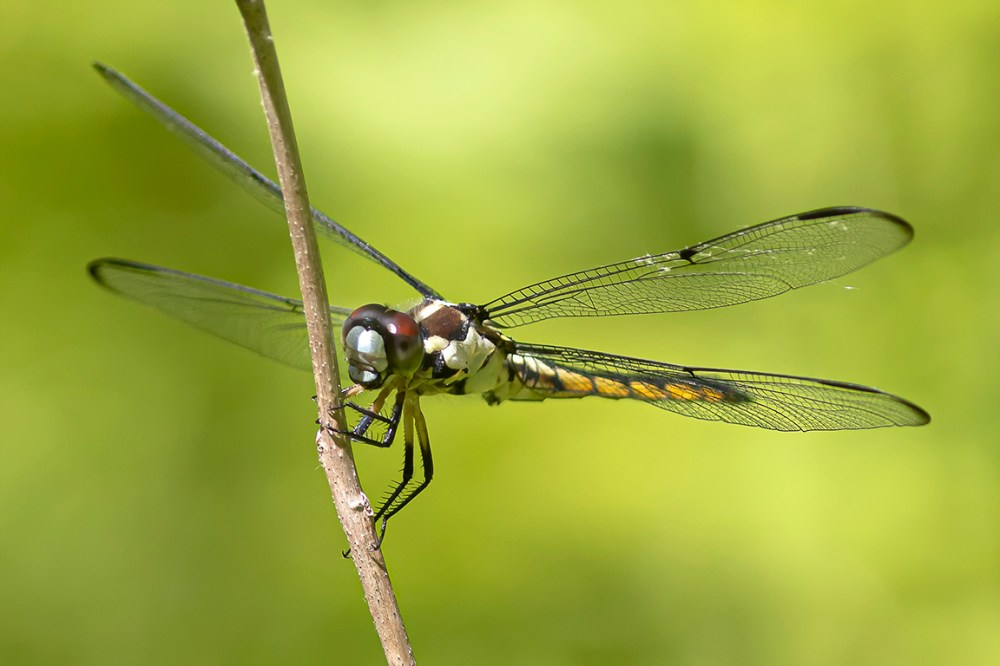 Great Blue Skimmer_FM_V3_76A5723