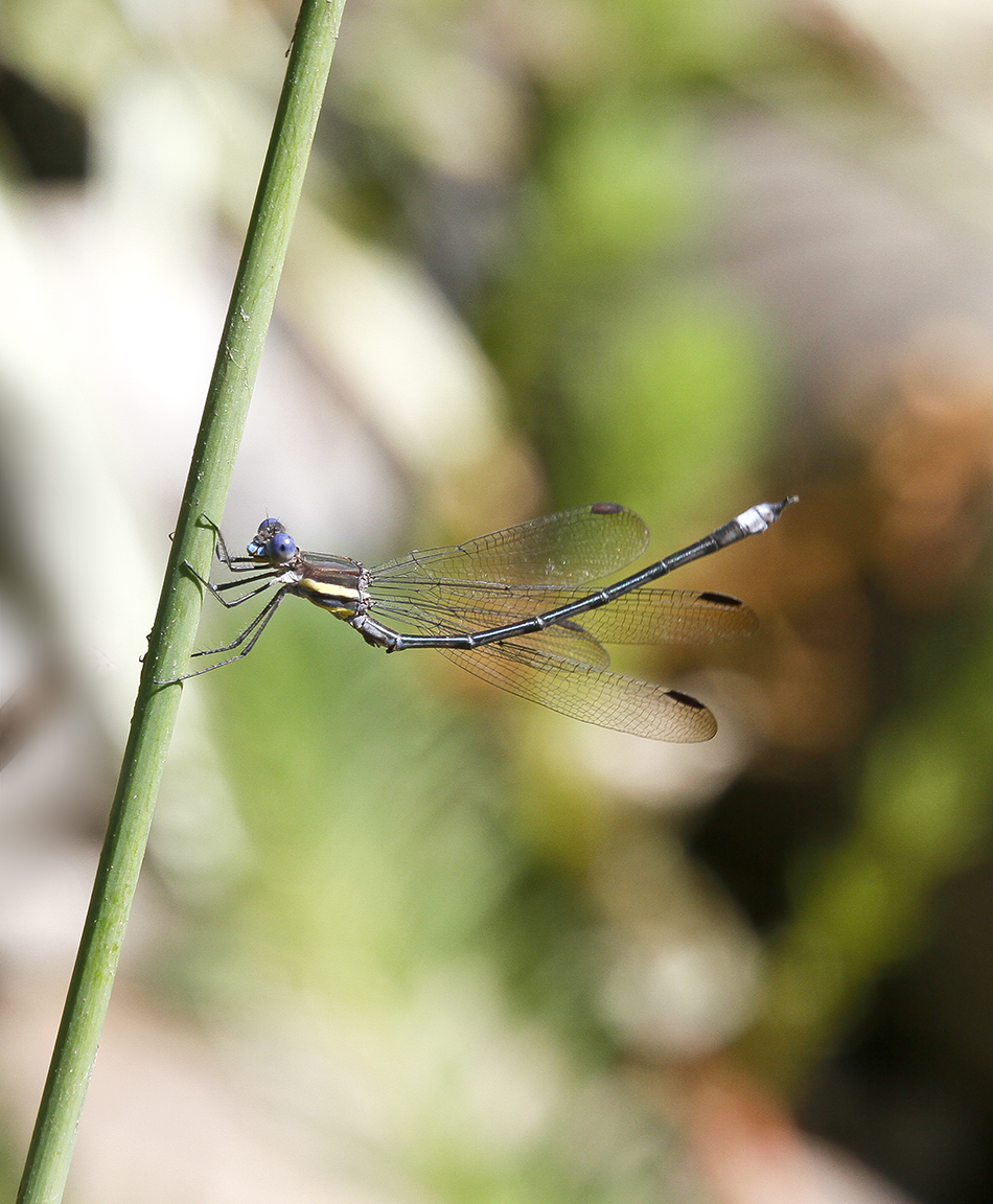 Great Spreadwing_Damsel_male_70-300DO@300mm_7D_MG_5806