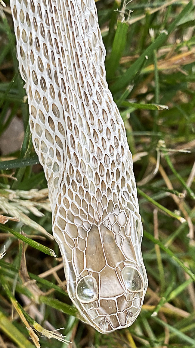 Head snake skin_v3_6mm_IMG_2877