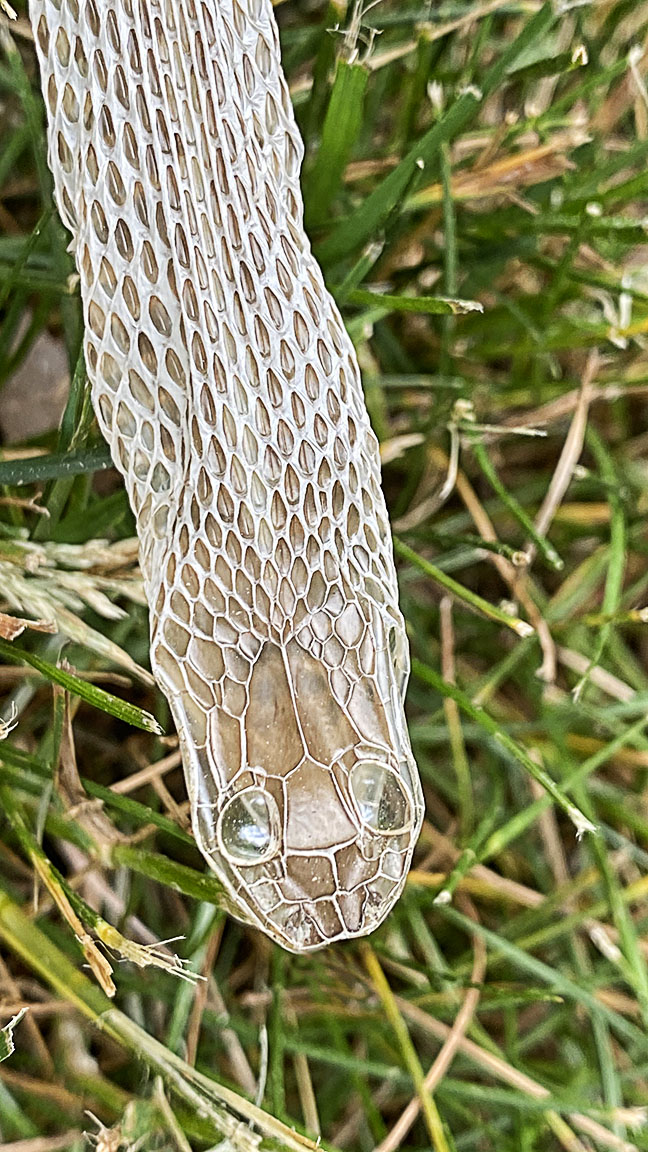 Head snake skin_v4_6mm_IMG_2877