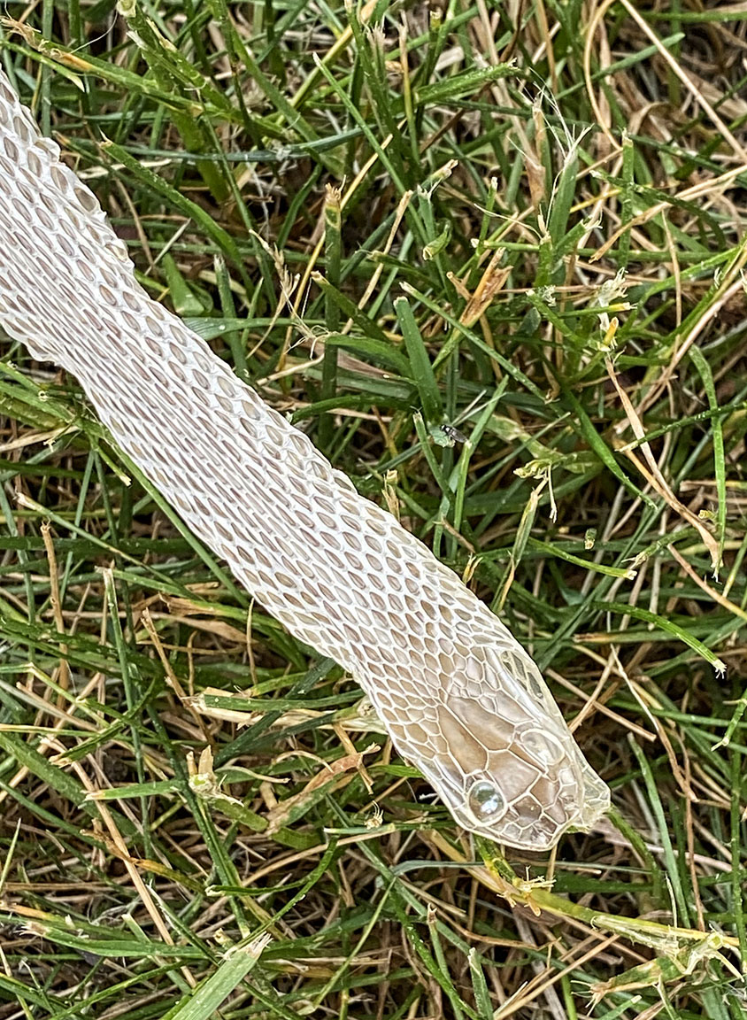 Head Snake_Skin_v2_IMG_2875