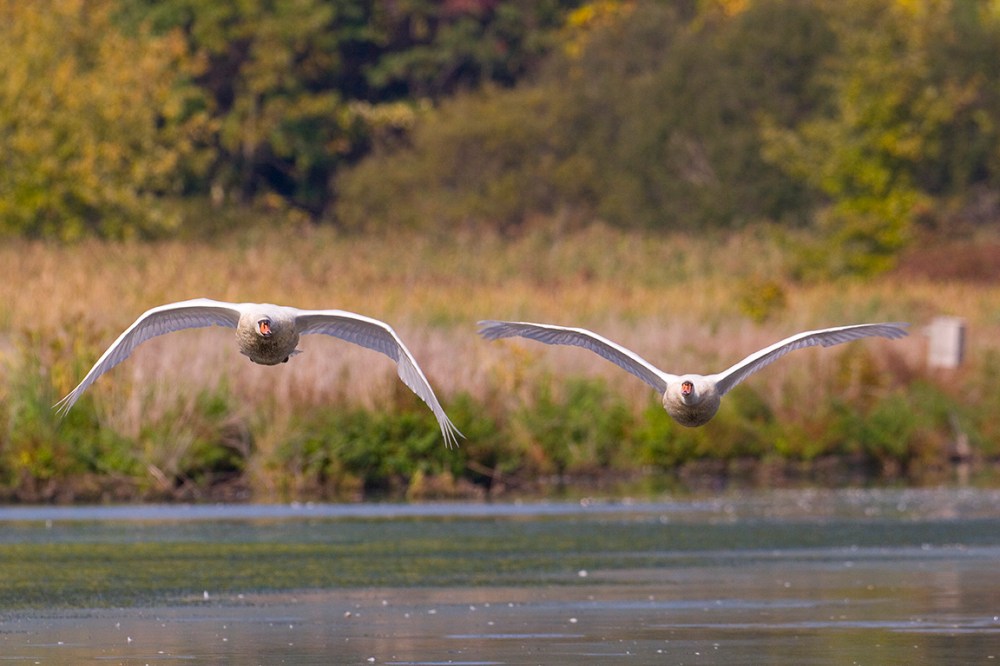 Incoming Swans_CF_MG_0942