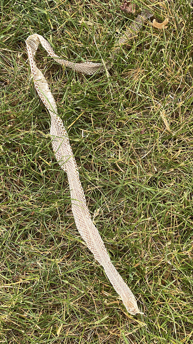 Snake_Skin_v1_IPIMG_2872