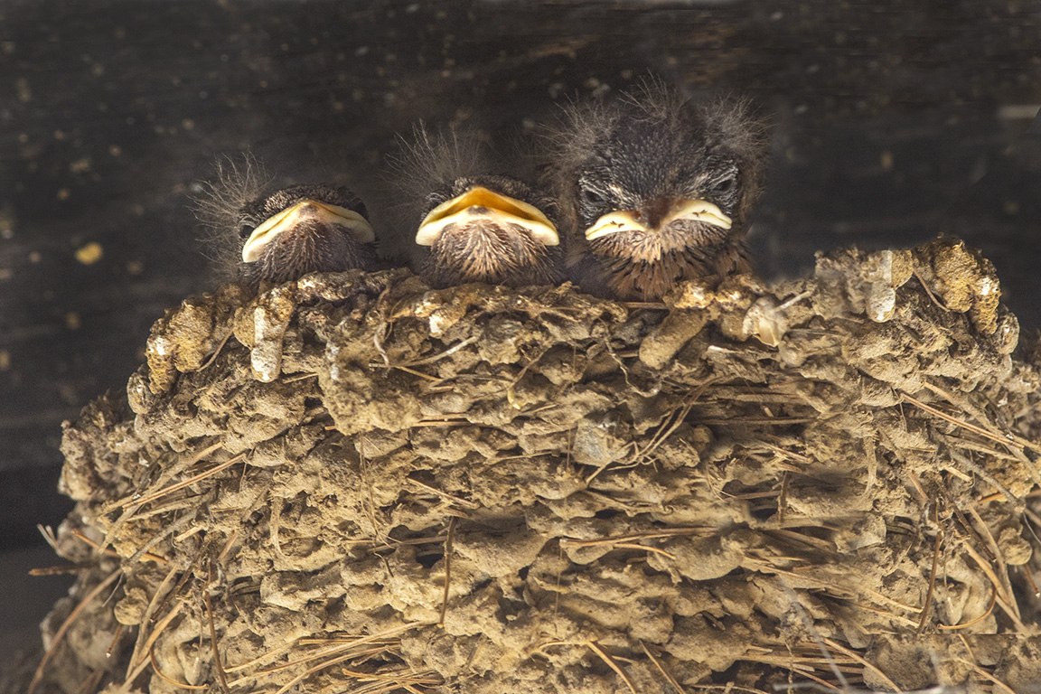 Swallows nest v1 Carport_6 20076A3792