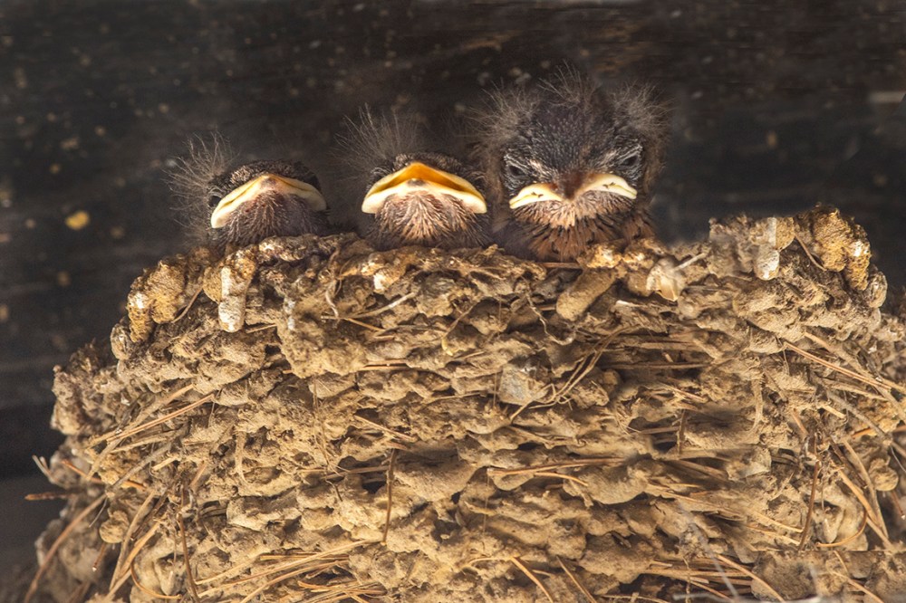 Swallows nest v1 Carport_6 20076A3792