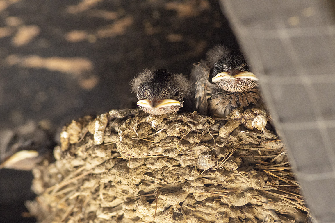 Swallows nest v1_076A3973
