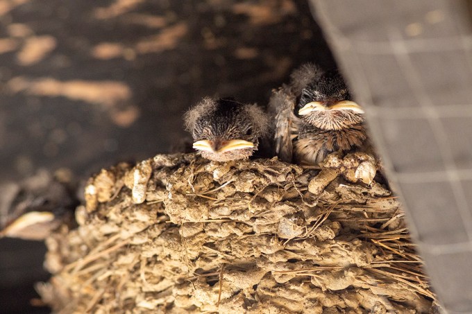 Swallows nest v1_076A3973