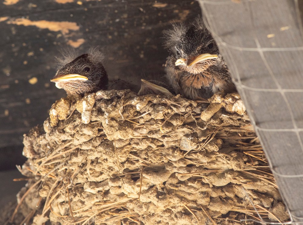 Swallows nest v2_076A3789