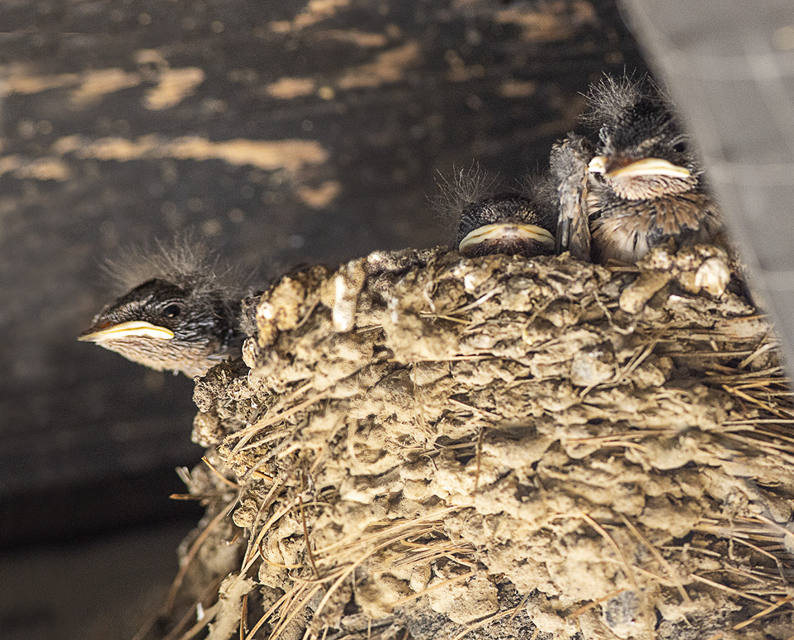 Swallows_nest_v6_076A3964