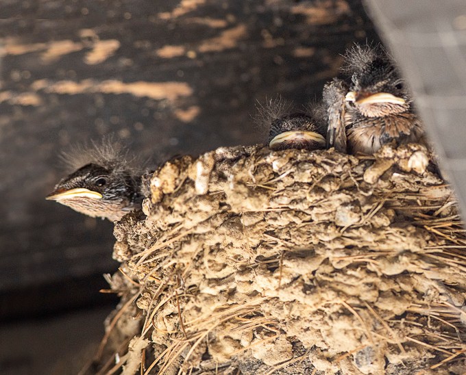 Swallows_nest_v6_076A3964