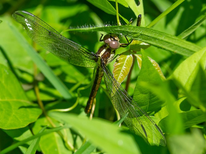 OLYMPUS DIGITAL CAMERA