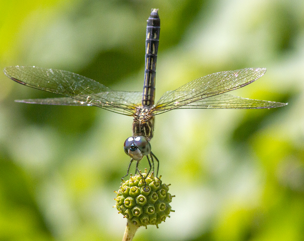 1 Blue_Dasher_FM_v1 300mm f11_MG_0882