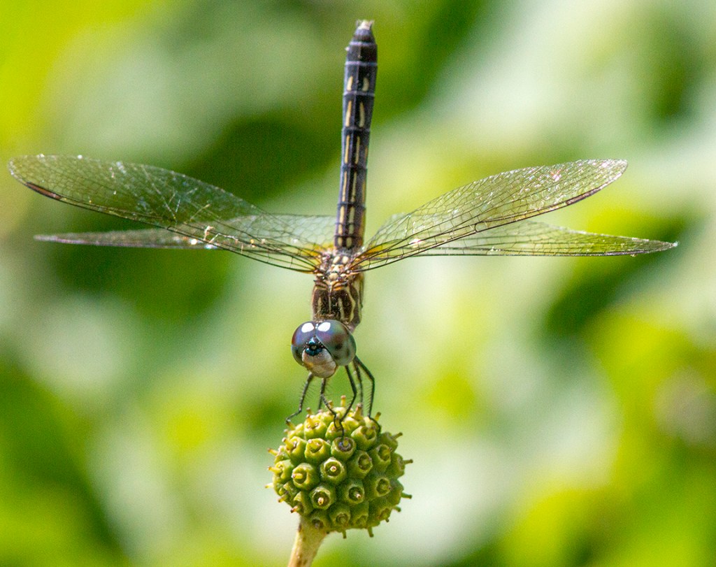 Finally A Blue Dasher In My Yard | photoartflight