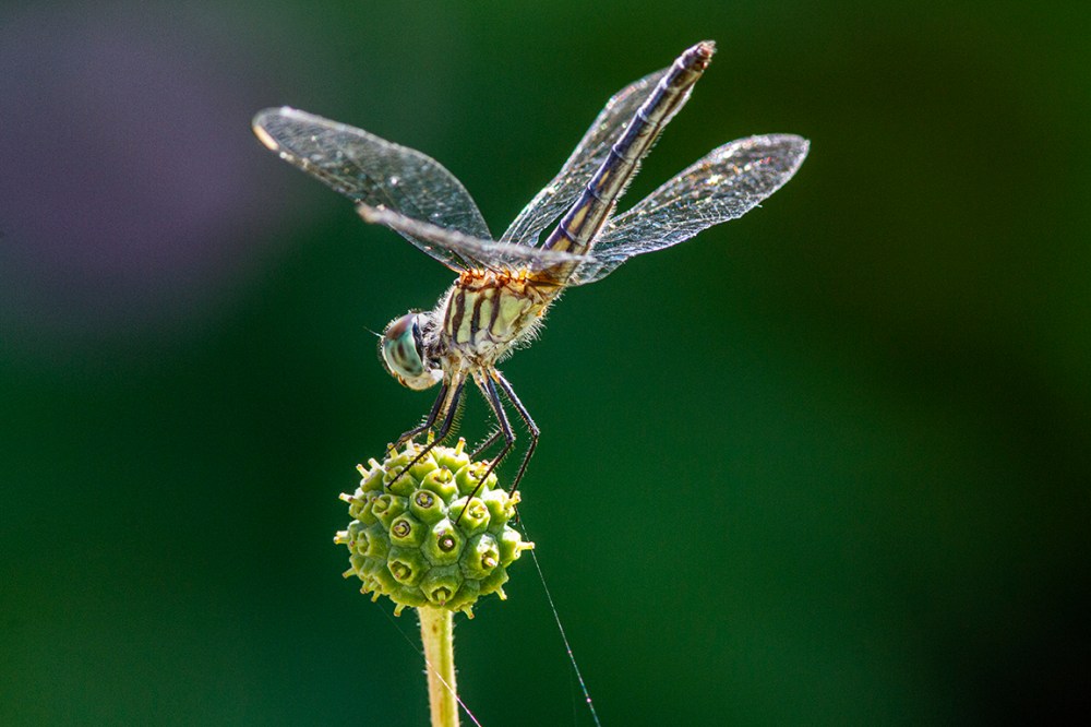 10 Blue_Dasher_FM_300mm_1_4X_1250_ISO_7D_MG_1127