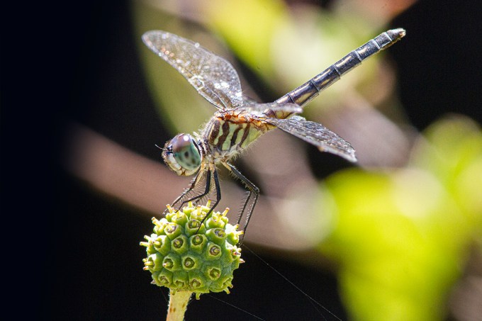 11 Blue_Dasher_FM_300mm f11_1250_ISOD _MG_1031