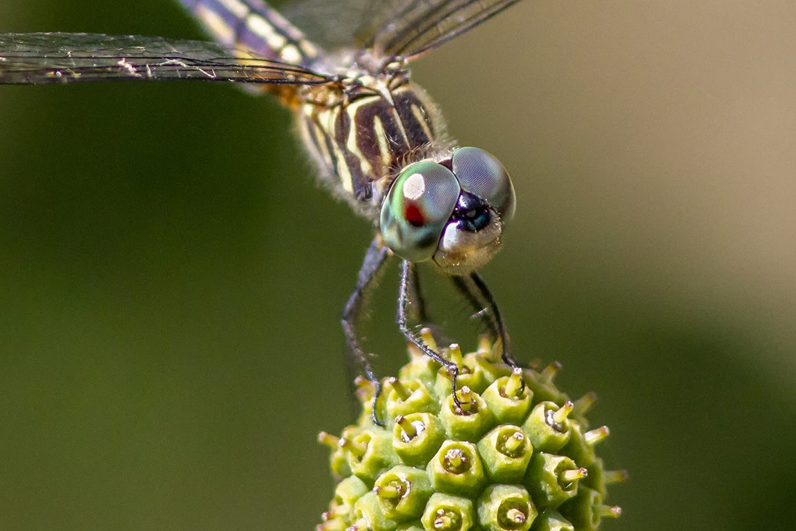 2 Blue_Dasher_FM_300mm crop_f5_6_f4_MG_0939
