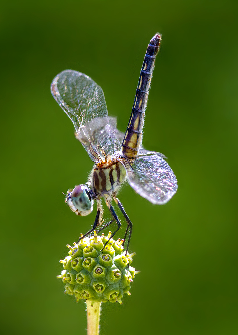 3 Blue_Dasher_FM_v4a_300mm_1_4D_7d_f11