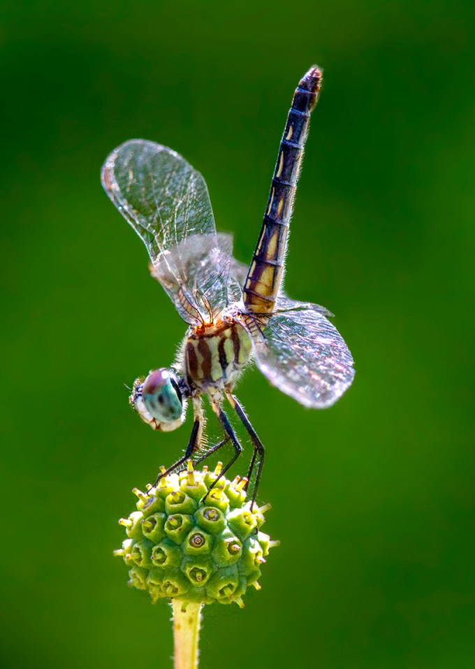 3 Blue_Dasher_FM_v4a_300mm_1_4D_7d_f11
