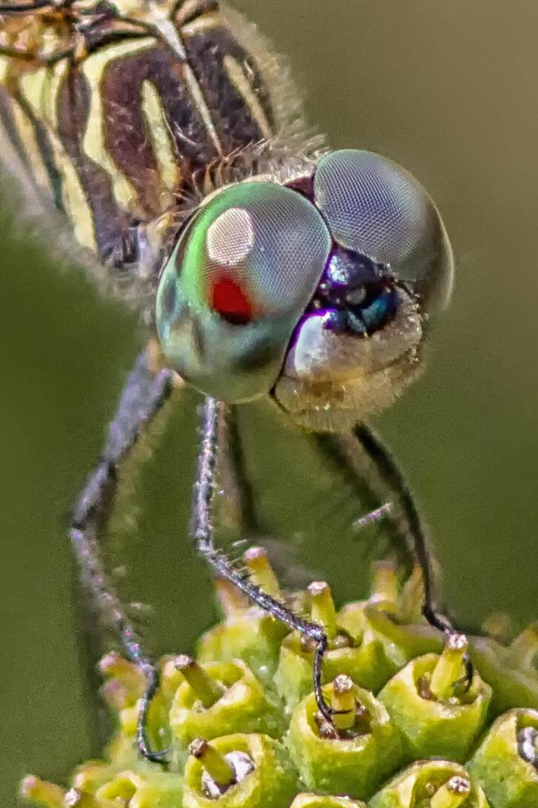 4 Blue Dasher _FM_vf vert cu 3_300mm_1_4X_7D_MG_0939-2