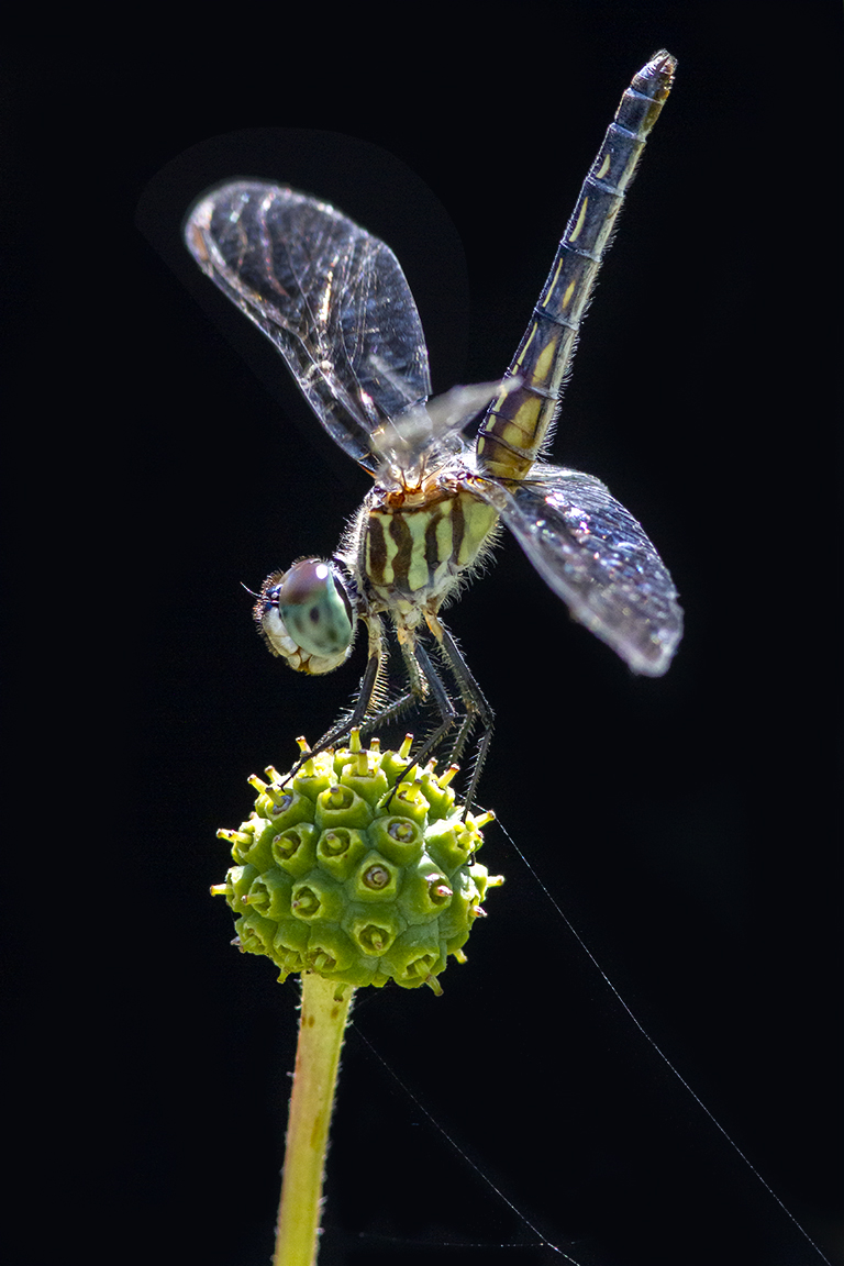 4 Blue Dasher_FM_v2_300mm_f11_300mm_1_4X_7D_yard_MG_0868