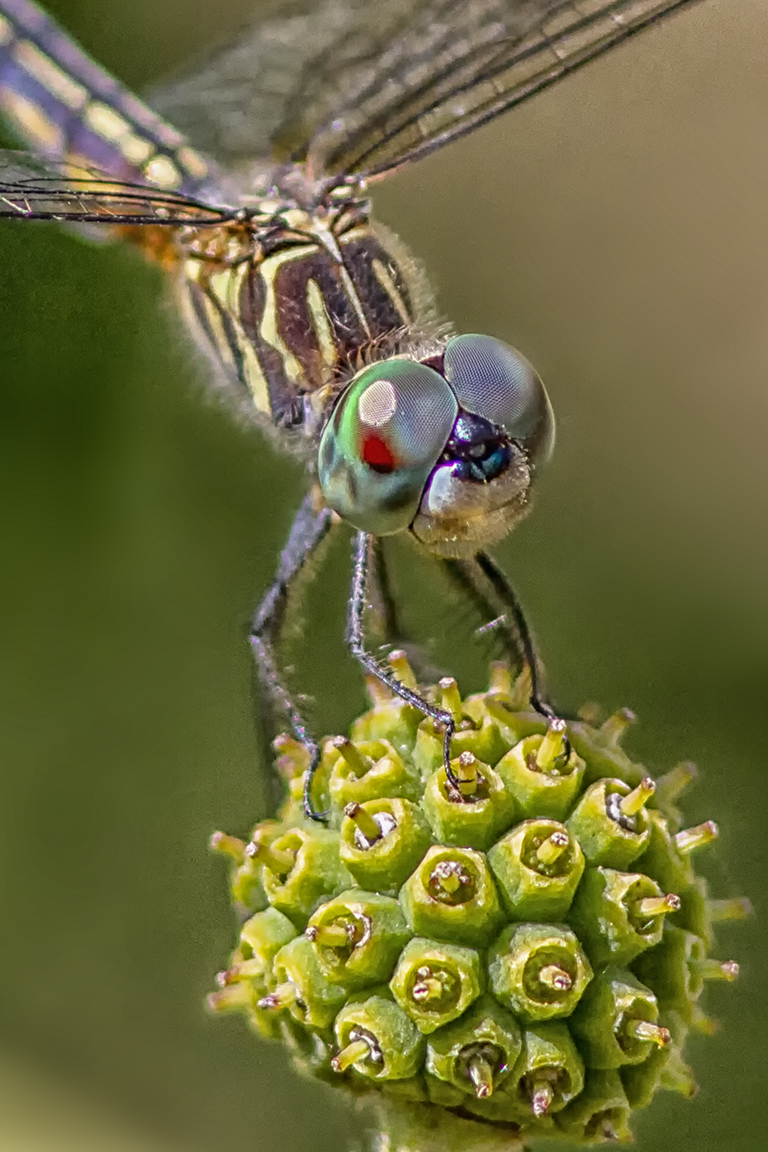 5 Blue Dasher _FM_vf vert 3_300mm_1_4X_7D_MG_0939-2