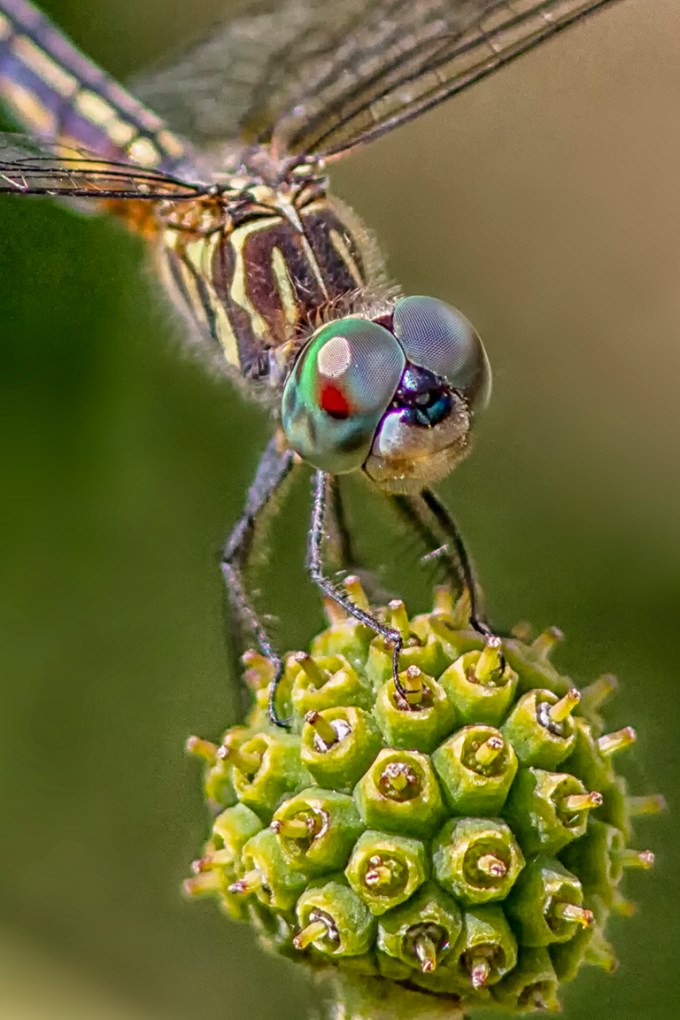 5 Blue Dasher _FM_vf vert 3_300mm_1_4X_7D_MG_0939-2