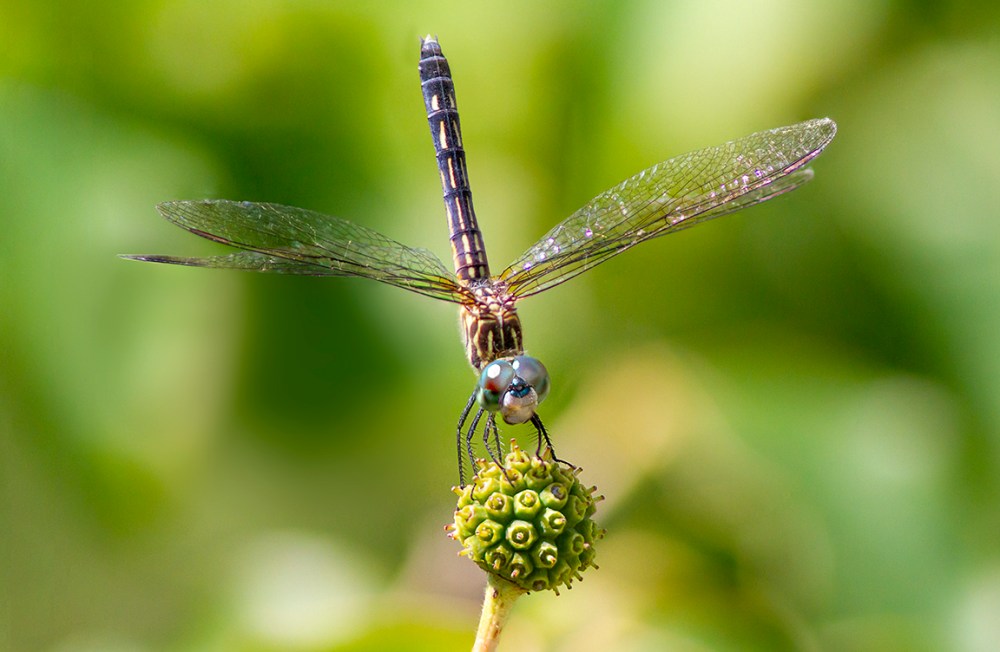 5 Blue Dasher FM_9img_Pano_v10_300mm f5_6_300mm 1_4X _7D