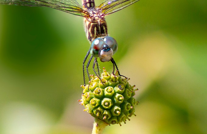 6 Blue Dasher FM_CU Crop 9img_Pano_v11_300mm f5_6_300mm 1_4X _7D