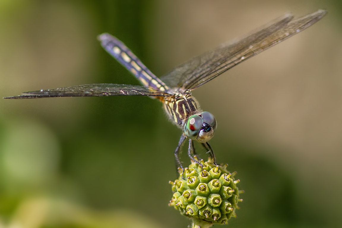 7 Blue Dasher _FM_300mm_1_4X_7D_MG_0939-2