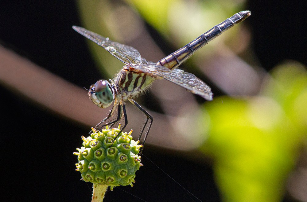 9 Blue_Dasher_FM_v1_f13_1250ISO_7D