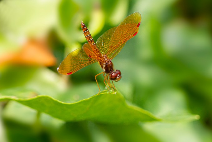 Amberwing_v3_f16 1250_ISO 7D_1_4X_MG_1178