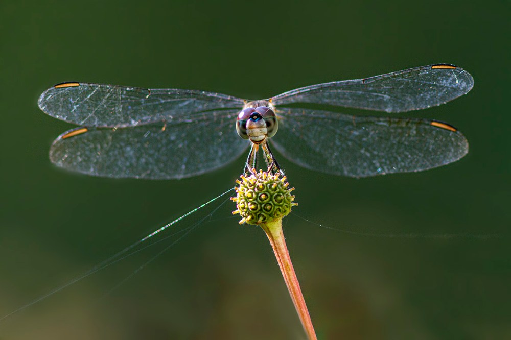 Blue Dasher_v6a_MG_2271_7D_f5_6_300mm_1_4X _7D