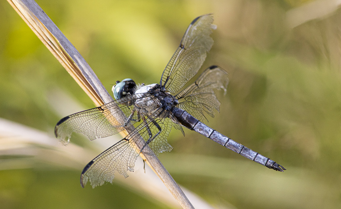 Blue_Dasher_2img_Stk_PP_8_19