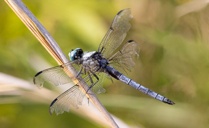 Blue_Dasher_2img_Stk_PP_8_19