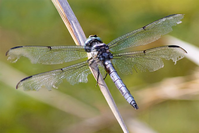 Blue_Dasher_PP_v5_5img stk_600mm