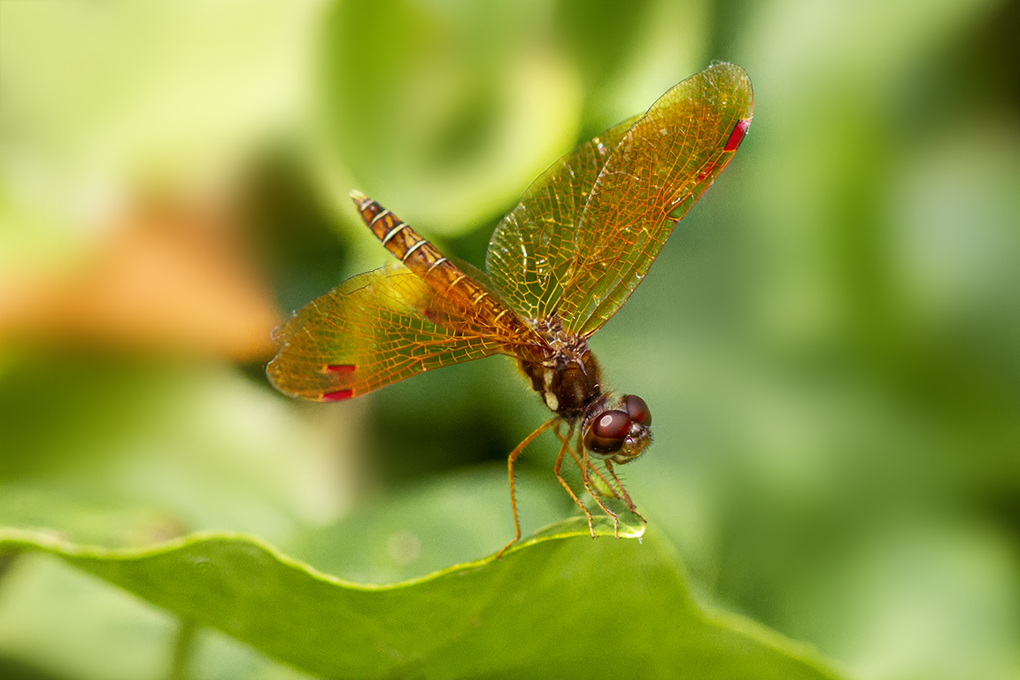 Eastern Amberwing_v3_1190_f8_1250iso_300mm f4_1_4X_7D 1250_ISO