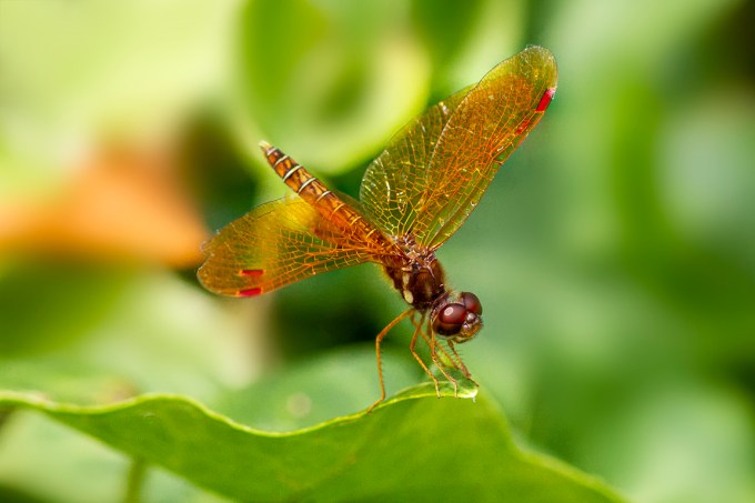 Eastern Amberwing_v3_1190_f8_1250iso_300mm f4_1_4X_7D 1250_ISO
