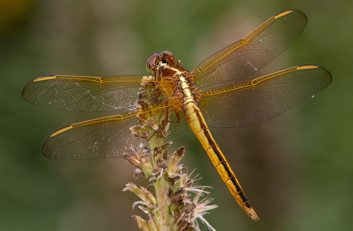 Golden-winged Skimmer_v2_BWR_8 18
