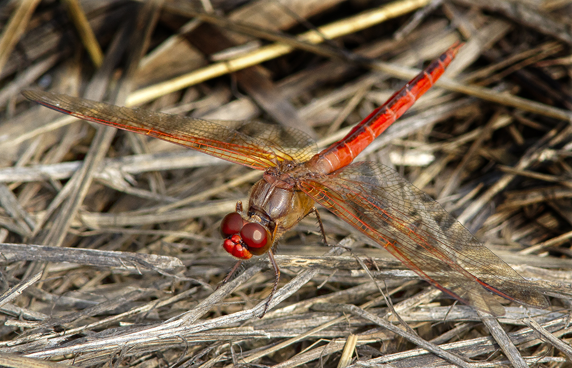 Golden-winged Skimmer_V3_BWR_8_18_MG_4874
