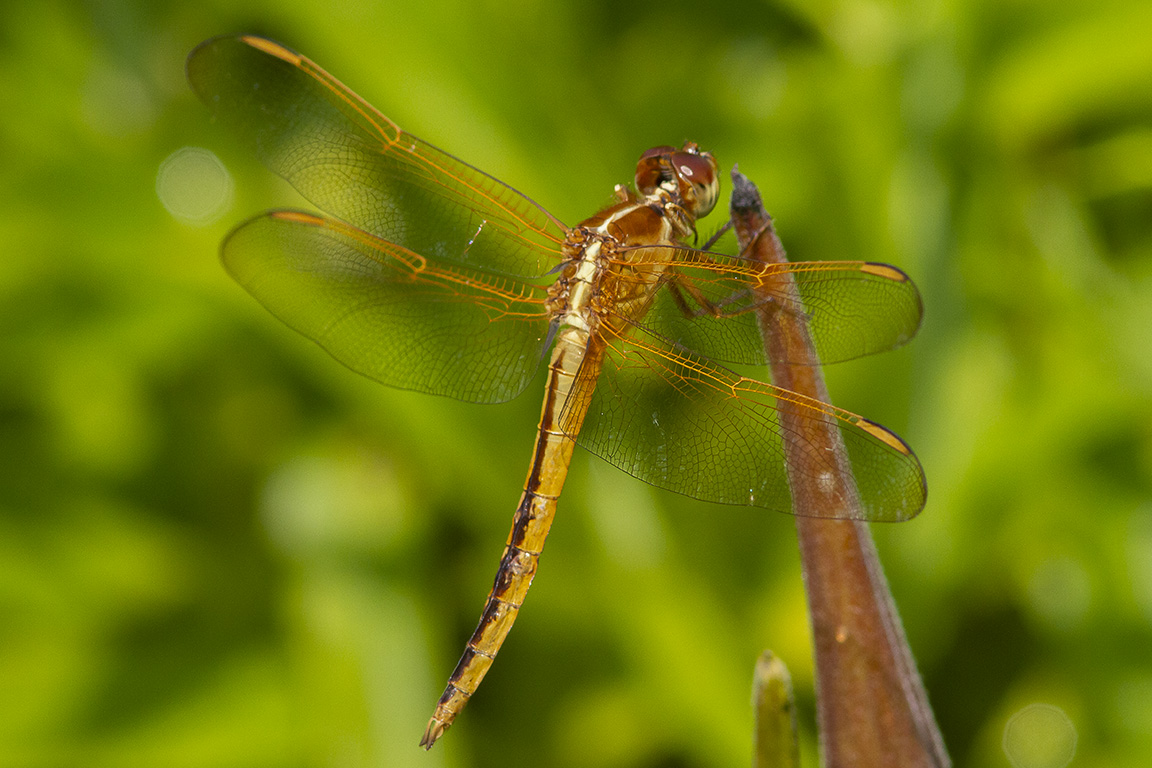 Golden-winged_Skimmer_v1_BWR_MG_4548