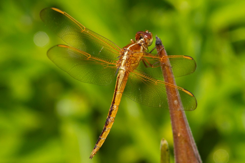Golden-winged_Skimmer_v1_BWR_MG_4548