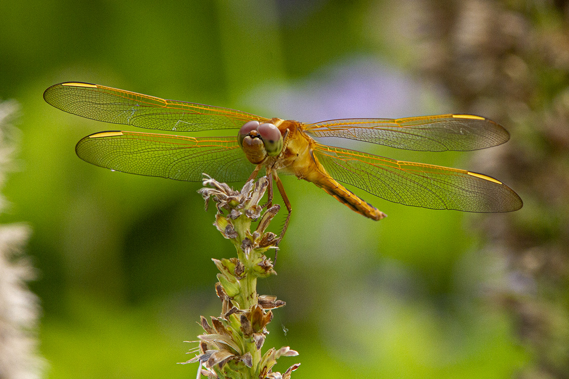 Needham's Skimmer_FM_300mm_1_4X_7D f14