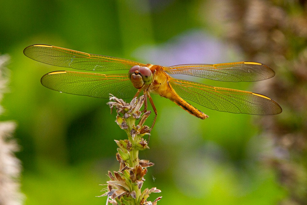 Needham's Skimmer_FM_300mm_1_4X_7D f14