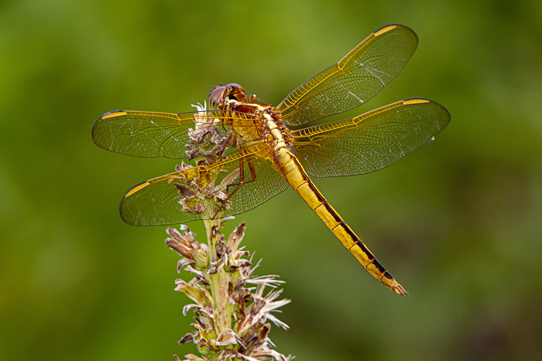 Needham's Skimmer_FM_300mm__1_4X_7D_MG_5596