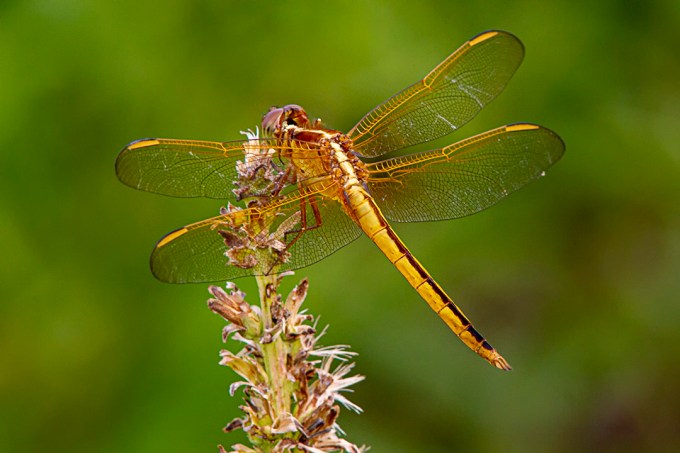 Needham's Skimmer_FM_300mm__1_4X_7D_MG_5596