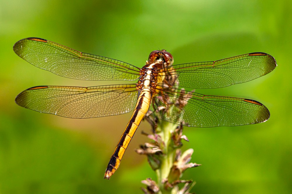 Needham's Skimmer_FM_7img_300mm_1_4x_f13_1_320sec 7D_v2