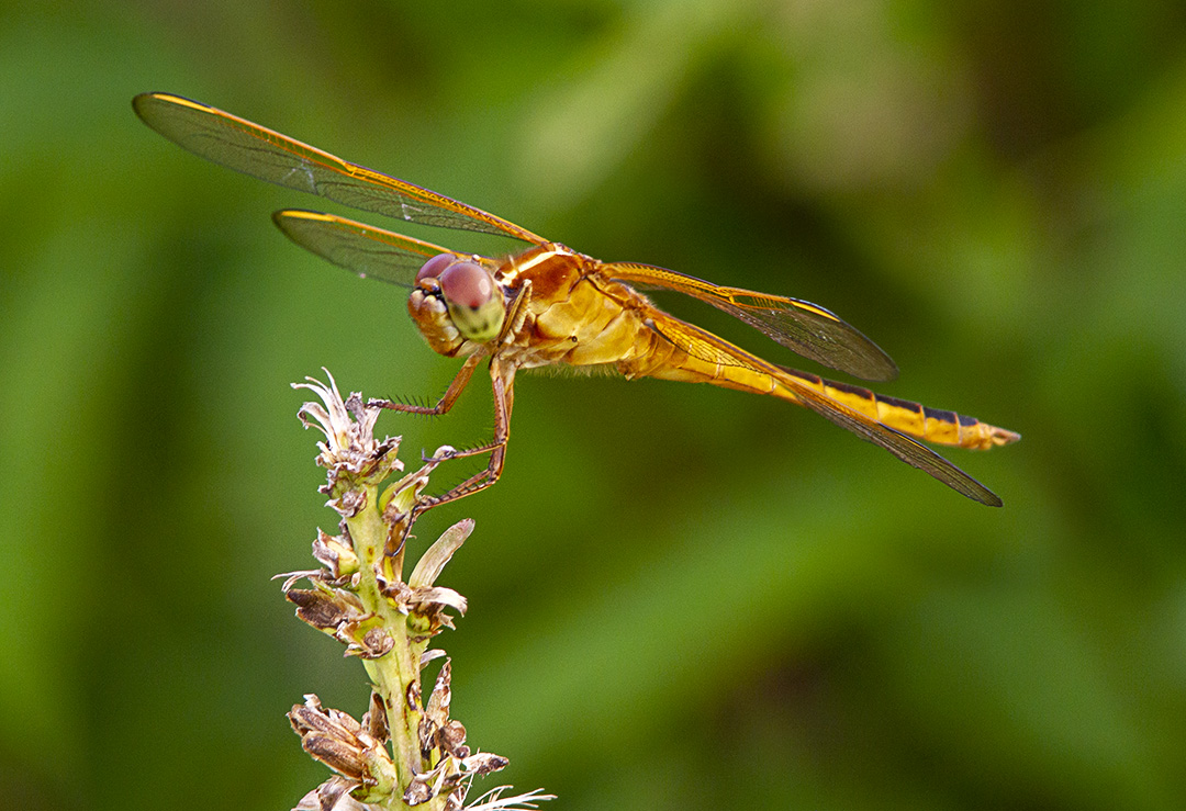 Needham's Skimmer_v2_HP_300mm_1_4X_f14_7D_2img