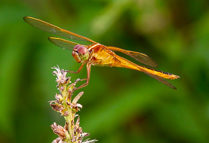 Needham's Skimmer_v2_HP_300mm_1_4X_f14_7D_2img